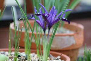 Iris reticulata blue note