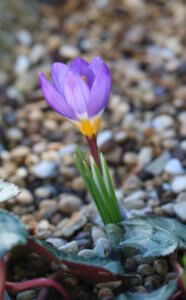 Crocus sieberi 'Tricolor'