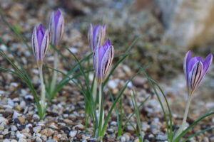 crocus corsicus crocus corsicus
