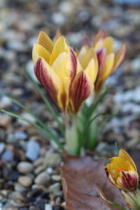 Crocus chrysanthus 'Advance' Crocus chrysanthus 'Advance'