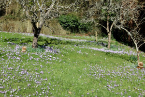 Crocus tomassinianus