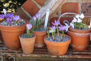 crocus in pots crocus in pots