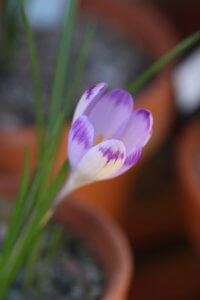 Crocus heufellianus Crocus heufellianus