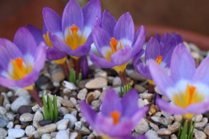 Crocus sieberi 'Tricolor' Crocus sieberi 'Tricolor'