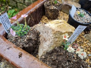 Alpine trough for saxifrages