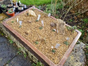 Alpine trough for saxifrages
