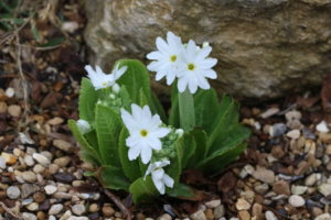 primula denticulata var. alba primula denticulata var. alba