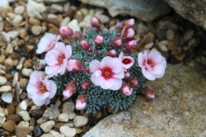 Saxifraga porophylla 'Karel Capek' Saxifraga porophylla 'Karel Capek'