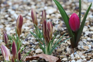 tulipa humulis Violacea Black Base tulipa humulis Violacea Black Base