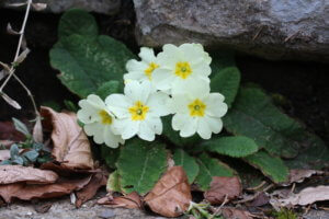 primula vulgaris