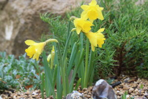 Narcissus lemon drops