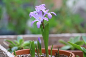 Chinodoxa luciliae 'Violet Beauty'