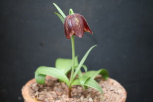 Fritillaria davisii