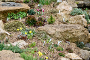 Rock garden with spring bulbs Rock garden with spring bulbs