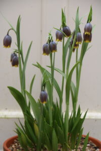 Fritillaria assyriaca