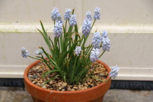 Muscari 'Jenny Richardson'