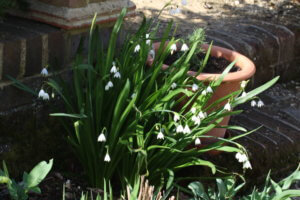 Leucojum vernum - Spring Snowflake