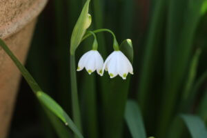 Leucojum vernum - Spring Snowflake