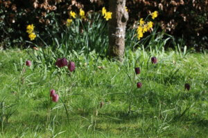 Fritillaria meleagris Fritillaria meleagris