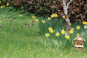 Fritillaria meleagris