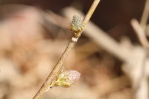 Frost damaged wisteria bud
