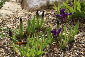 Dwarf bearded iris Dwarf bearded iris