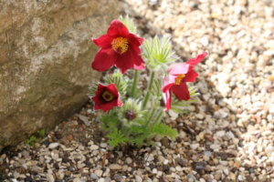 Pulsatilla vulgaris 'Rubra' Pulsatilla vulgaris 'Rubra'