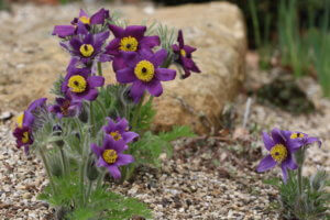 Pulsatilla vulgaris 'Pinwheel Violet' Pulsatilla vulgaris 'Pinwheel Violet'