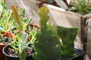 Epiphyllum cuttings Epiphyllum cuttings