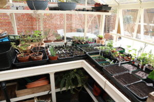 Greenhouse in spring Greenhouse in spring