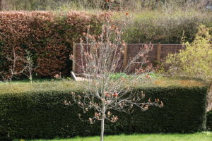 Magnolia damaged by frost Magnolia damaged by frost