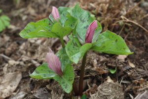 Trillium albidum Trillium albidum