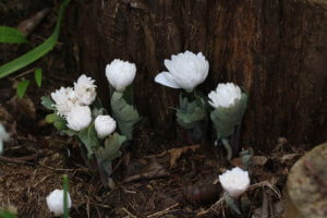 Sanguinaria canadensis
