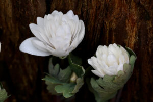 Sanguinaria canadensis