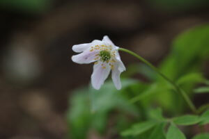 Anemone nemorosa