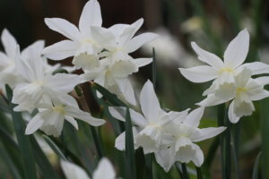 Narcissus thalia