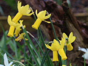 Narcissus cyclamineus 'Rapture'