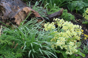 Primula eliator
