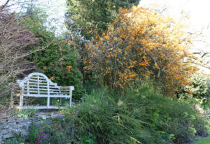 Berberis darwinii Berberis darwinii