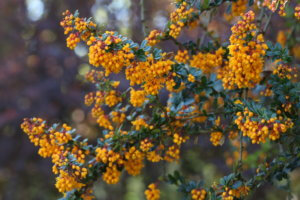 Berberis darwinii Berberis darwinii