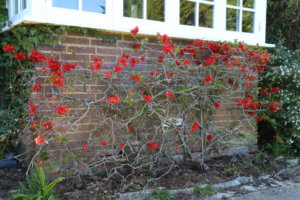 Chaenomeles japonica Chaenomeles japonica