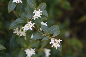 Osmanthus burkwoodii Osmanthus burkwoodii