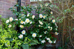 Camellia x williamsii 'Jury's Yellow' Camellia x williamsii 'Jury's Yellow'