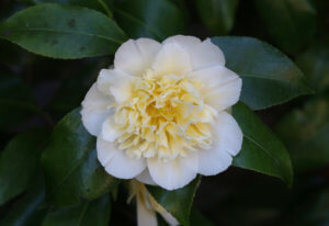 Camellia x williamsii 'Jury's Yellow' Camellia x williamsii 'Jury's Yellow'