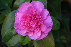 Camellia x williamsii 'Debbie' Camellia x williamsii 'Debbie'