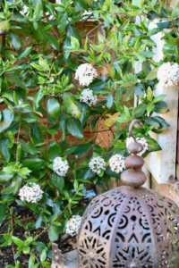 Viburnum burkwoodii Viburnum burkwoodii