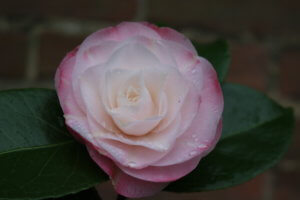 Camellia japonica 'Desire' Camellia japonica 'Desire'