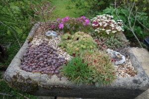 Alpine trough in spring