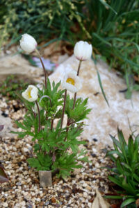 Anemone sylvestris 'Snow White'