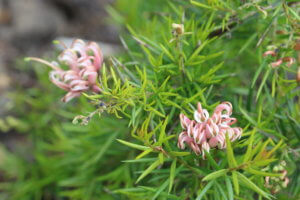 Grevillea juniperina 'Pink Lady'